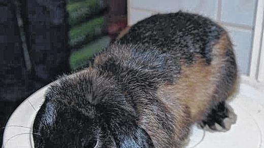 Schmuse-Kaninchen mal zwei