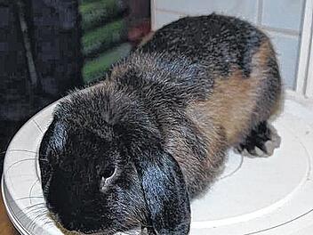 Schmuse-Kaninchen mal zwei