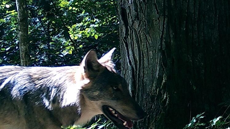 Wölfe bleiben scheu – selbst in streng geschützten Gebieten