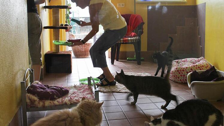 Zu viele Katzen leben derzeit in den Katzenzimmern.