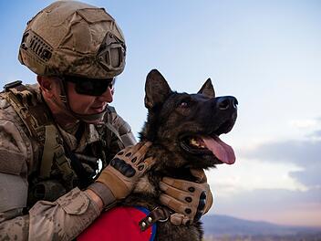 Als Bewacher oder als Warner vor Sprengstoff-Fallen leisten Hunde auch bei den Streitkr&auml;ften der Gegenwart wichtige Aufgaben.