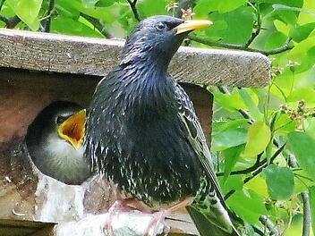 Ein Star mit Nachwuchs im Garten von Johanna und Gerwin Kellermann in Oberbach. Foto: Johanna Kellermann.
