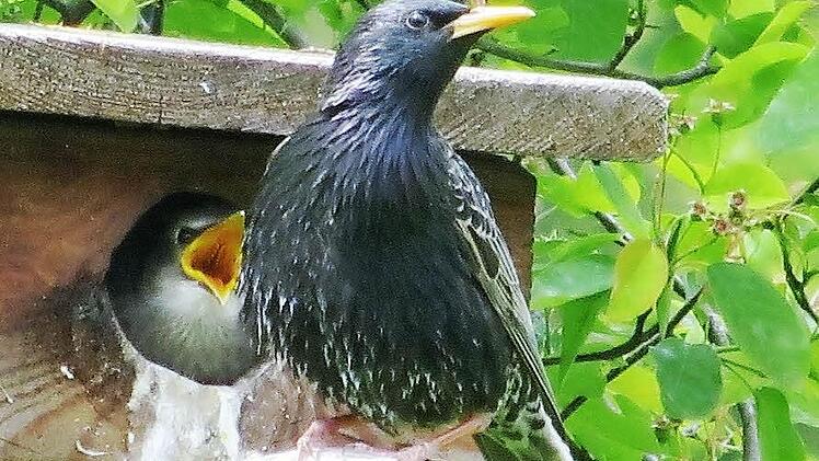 Ein Star mit Nachwuchs im Garten von Johanna und Gerwin Kellermann in Oberbach. Foto: Johanna Kellermann.