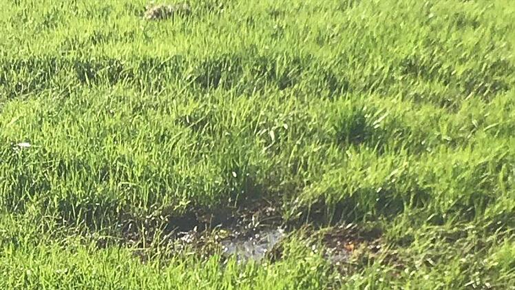 Gülle auf einer Wiese bei Veilbronn Foto: Carmen Schwind