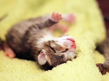 Tierheim Feucht schockt mit Nachricht: Katzenbabys in Container gefunden