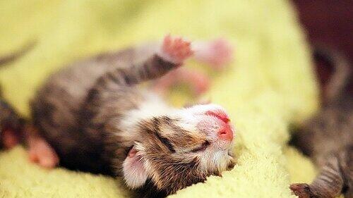 Tierheim Feucht: Acht Katzenbabys in Container gefunden