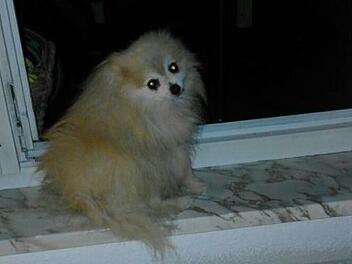 Der kleine Coco wurde totgetreten.  Andrea Koch