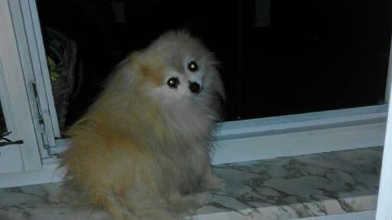 Der kleine Coco wurde totgetreten.  Andrea Koch