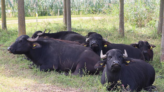 Flughafen N&uuml;rnberg: Ungew&ouml;hnliches Bild - Wasserb&uuml;ffel leben auf dem Gel&auml;nde