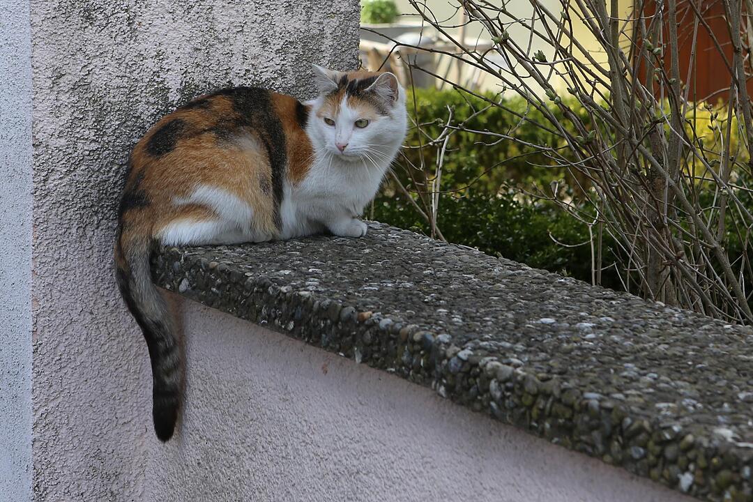 SoS Kairlilndach C-Ausgabe; Foto: Barbara Herbst