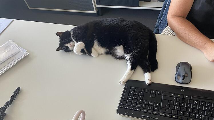 Tierheim Hof vermittelt Katzen in Großraumbüro