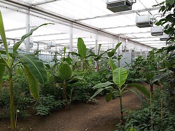 Das Tropenhaus Klein Eden zieht jährlich Tausende Besucher an.  Foto: Archiv/Veronika Schadeck