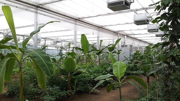 Das Tropenhaus Klein Eden zieht jährlich Tausende Besucher an.  Foto: Archiv/Veronika Schadeck