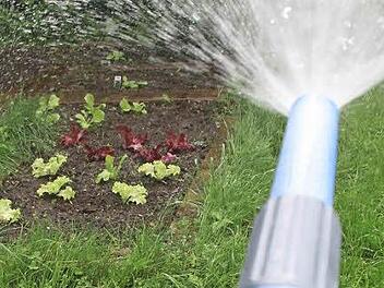 Das schlechte der Wetter der vergangenen Wochen hat für Hobbygärtner auch Vorteile. Sie mussten bislang kaum gießen. Foto: Sonja Adam