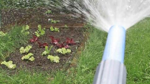 Das schlechte der Wetter der vergangenen Wochen hat für Hobbygärtner auch Vorteile. Sie mussten bislang kaum gießen. Foto: Sonja Adam