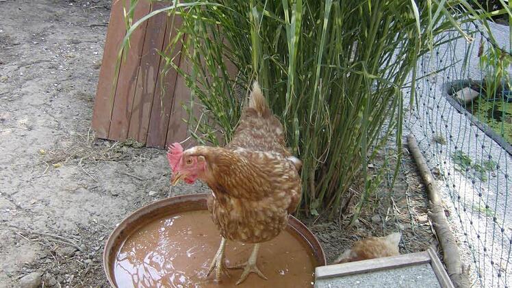Auch Huhn Sissy sucht Abkühlung.