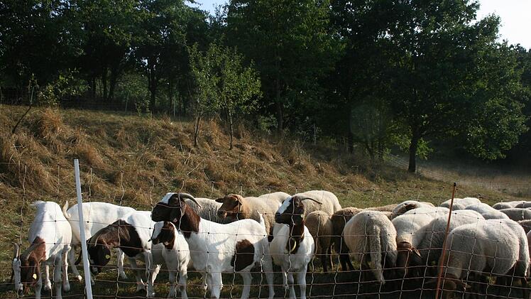 F&uuml;r Schaf- und Ziegenbeweidung sorgt auch Johannes Geigerhilk: "Die Chefs sind die Ziegen", erkl&auml;rt er die Rangordnung der gemischten Herde.Maria L&ouml;ffler