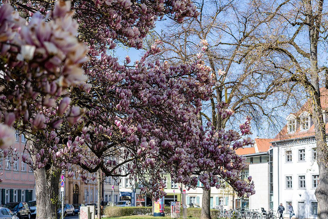 Bamberg im Frühling.