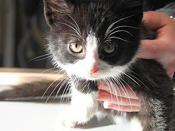 Einer der kleinen Kater, die  vorerst bei Tierärztin Katy Zimmermann wohnen. Die drei Kätzchen und ihre Mutter suchen ein neues Zuhause. Fotos: Hofer Tierrettung e.V./Zimmermann