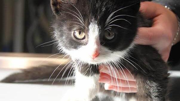 Einer der kleinen Kater, die  vorerst bei Tierärztin Katy Zimmermann wohnen. Die drei Kätzchen und ihre Mutter suchen ein neues Zuhause. Fotos: Hofer Tierrettung e.V./Zimmermann