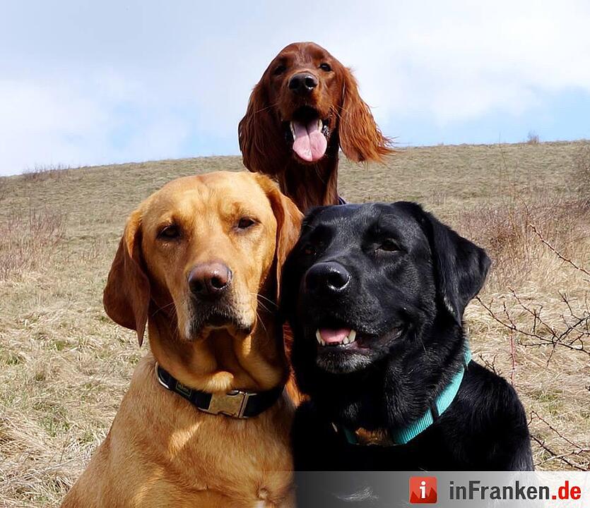Auf den Hund gekommen: Die schönsten fränkischen Hunde unserer Nutzer