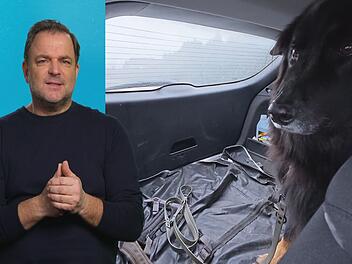 Eine traurige Nachricht vernimmt Martin Rütter von Hütehund-Mischling Jimmy.