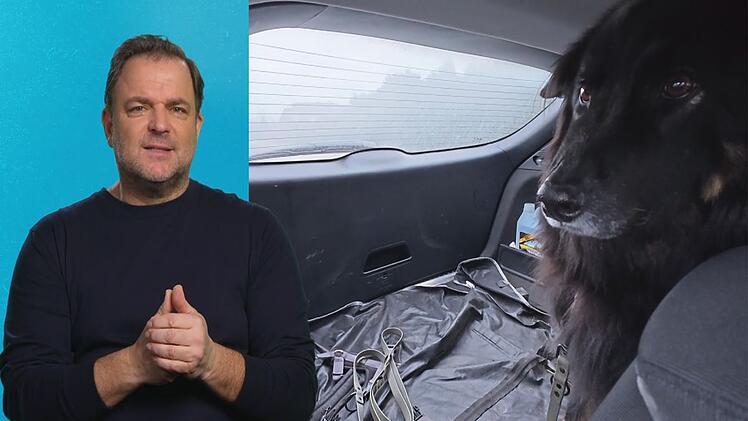 Eine traurige Nachricht vernimmt Martin Rütter von Hütehund-Mischling Jimmy.