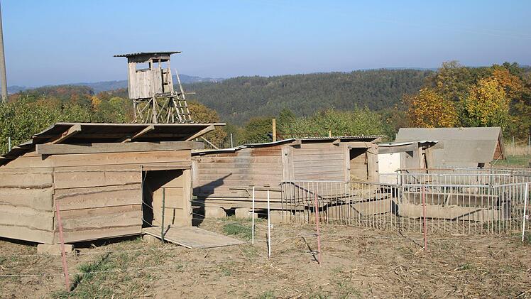 In diese H&uuml;tten k&ouml;nnen sich die Schweine zur&uuml;ckziehen - egal bei welchem Wetter.Foto: Stefanie Gleixner
