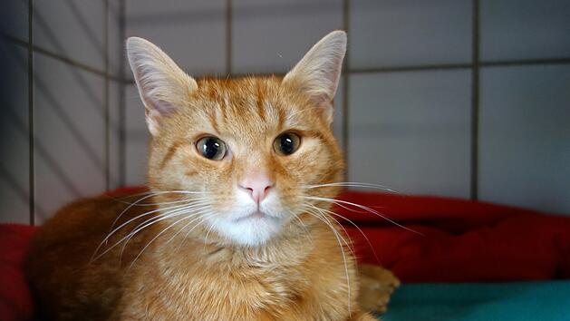 Nürnberg: Kater Garfield muss nach Unfall in Klinik bleiben - OP zu teuer für Besitzer