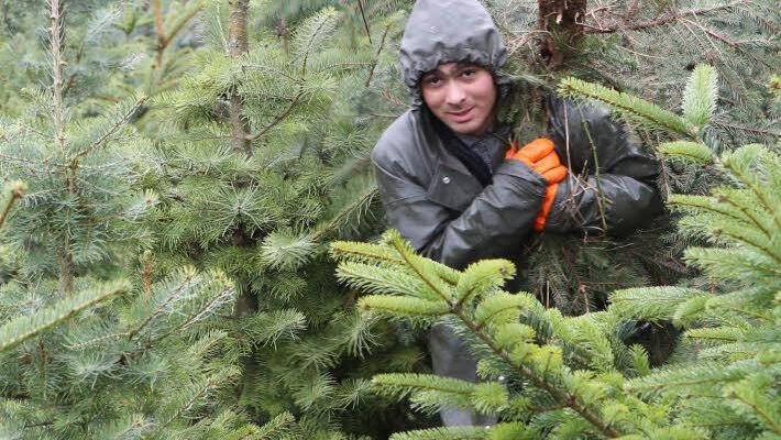 Wie im Märchen: Ein Arbeiter trägt einen Baum aus dem Wald.
