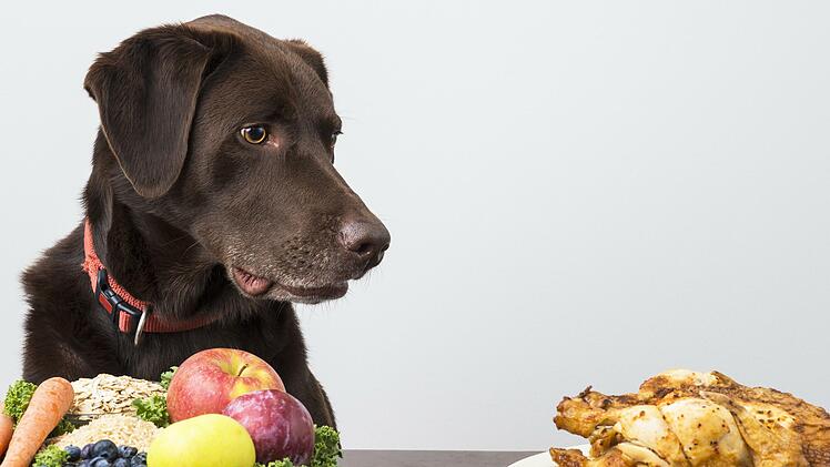 Schmeckt Hunden auch Obst und Gemüse?