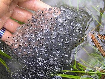 Das sind Grasfroschlaichballen. Aus diesem Gebilde sollen sich einmal Frösche entwickeln - die dann wieder über die Straßen laufen.