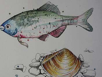 Der Bitterling und die Flussmuschel bilden ein ungewöhnliches Team. Illustration: Susanne Will