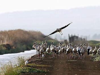 Störche in spanischem Naturpark