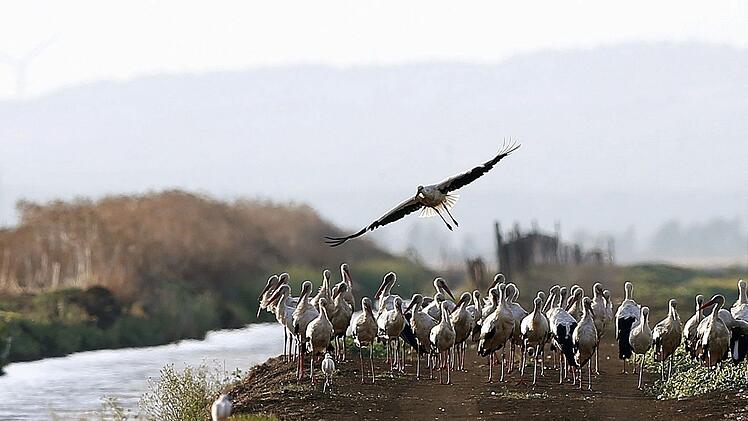 Störche in spanischem Naturpark