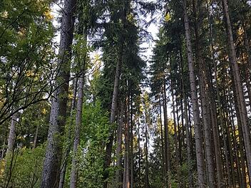 Wie geht es mit dem Vorschlag zum Nationalpark Frankenwald weiter? Die Diskussion ging nun in die zweite Runde. Foto: Ronald Heck