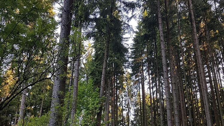 Wie geht es mit dem Vorschlag zum Nationalpark Frankenwald weiter? Die Diskussion ging nun in die zweite Runde. Foto: Ronald Heck