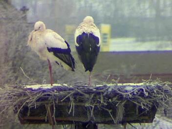 Die Störche plustern sich gegen die Kälte auf. Foto: Webcam/ Christian Fenn