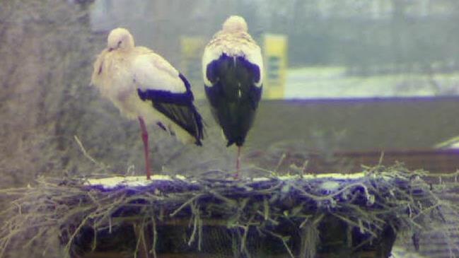Die Störche plustern sich gegen die Kälte auf. Foto: Webcam/ Christian Fenn