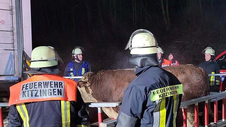 A7 bei Frickenhausen: Viehtransporter umgekippt - Einsatzkr&auml;fte fangen frei laufende Rinder ein