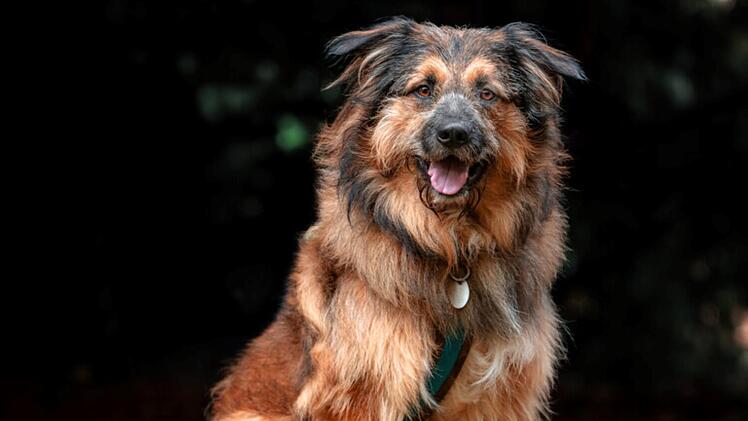 Tierhilfe Franken: Hund Sly sucht nach "schwerem Schicksalsschlag" neues Zuhause