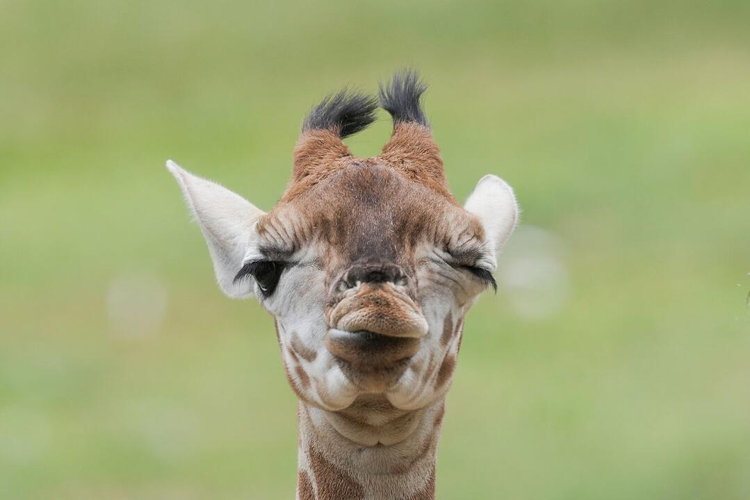 Model Linus Weber wird Namenspate f&uuml;r Giraffenjungtier