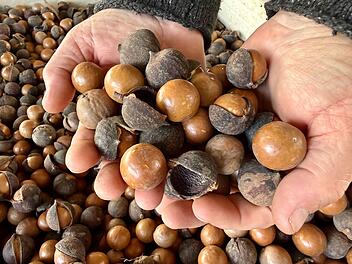 Macadamias in Australien
