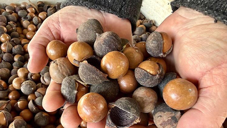 Macadamias in Australien