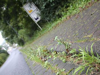 Es wuchert: Auf einem kurzen Abschnitt an der Ernst-Putz-Straße bietet sich Gästen wirklich kein ansehnlicher Anblick. Foto: Ulrike Müller
