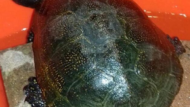 Leo, bei seinem Kurzaufenthalt in Erlau Foto: privat