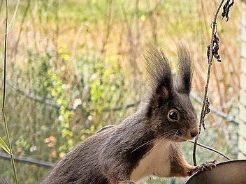 Der Bestand an Eichh&ouml;rnchen sinkt seit 2022 .