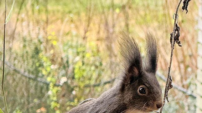 Der Bestand an Eichh&ouml;rnchen sinkt seit 2022 .