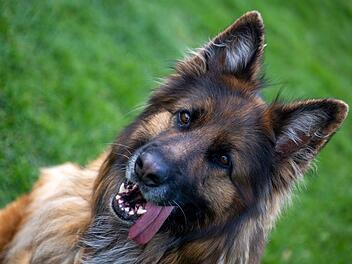 Schäferhund beißt Mann in Schwarzenbach ins Bein