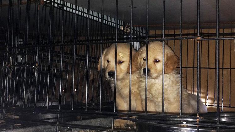 Foto: Tierheim Nürnberg